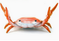 🔥2026 - 🦀 Søt krabbeformet penneholder