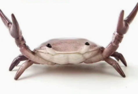 🔥2026 - 🦀 Søt krabbeformet penneholder