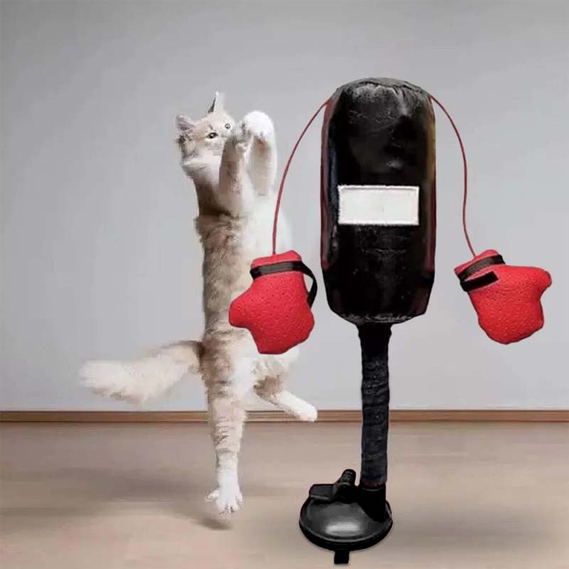 Katt Boxnings Leksaker