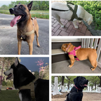 🥳🐕💪Robust taktisk hundesele - drar ikke, kveles ikke🛡️✨